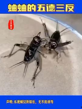 蛐蛐视频,探寻自然之美，聆听虫鸣之声