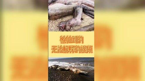 未知生物视频,揭秘神秘视频背后的真相