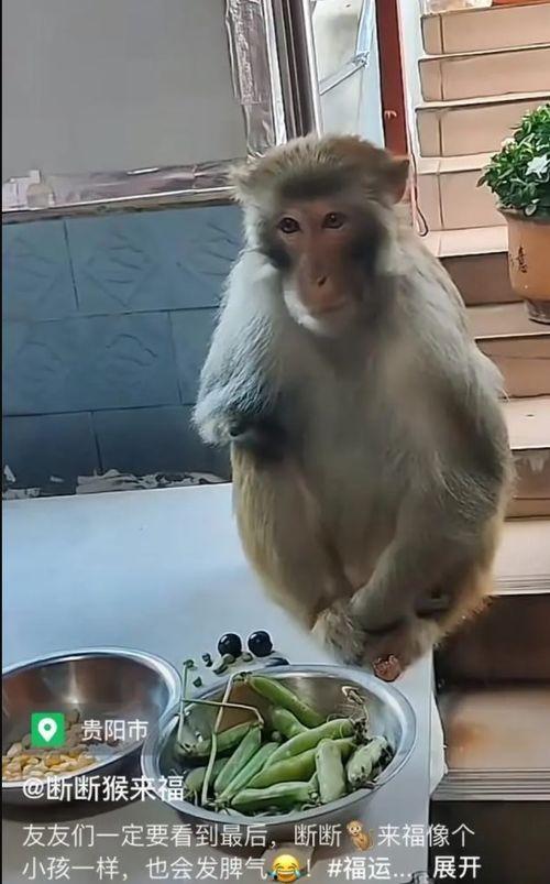 猴子的视频,视频捕捉灵长类动物趣味瞬间