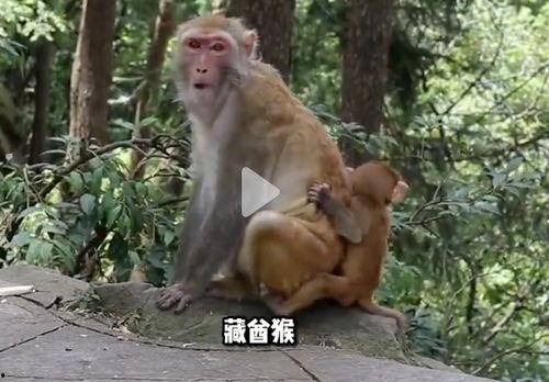 猴子的视频,视频捕捉灵长类动物趣味瞬间