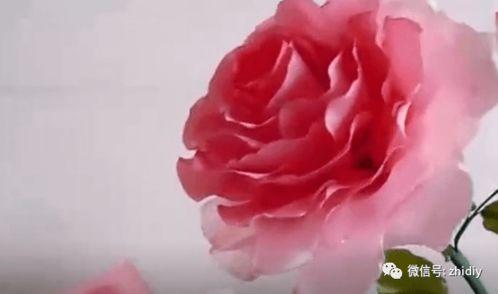 玫瑰教程视频,从入门到精通的园艺指南