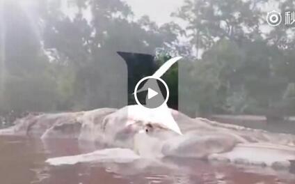 诡异生物视频,探寻未知世界的奇异生命之谜