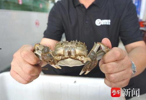 大闸蟹视频,大闸蟹视频带你领略鲜美滋味