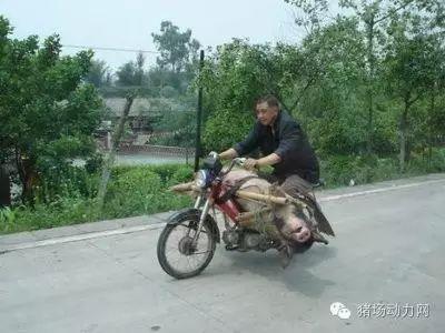 拉猪车视频,运输过程中的真实写照