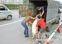 拉猪车视频,运输过程中的真实写照
