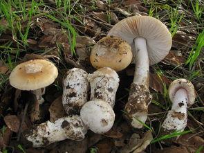 718黑瓜吃料蘑菇视频,趣味视频引网友热议