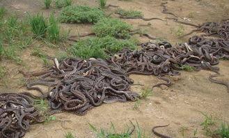 钓蛇视频,揭秘野外生存技巧与勇气瞬间