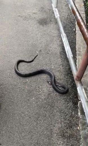 眼睛蛇视频,神秘生物的生存智慧与致命诱惑