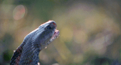 眼睛蛇视频,神秘生物的生存智慧与致命诱惑