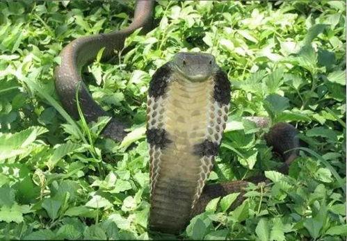 眼睛蛇视频,神秘生物的生存智慧与致命诱惑