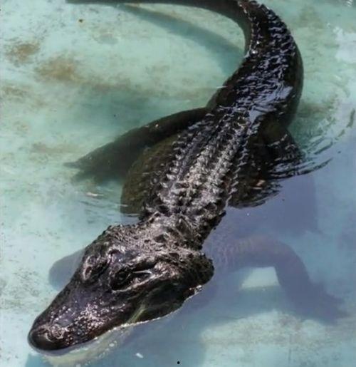 恐鳄视频,揭秘恐鳄惊心动魄的真实瞬间