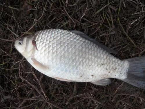 钓大板鲫视频,视频教学助你轻松上钩