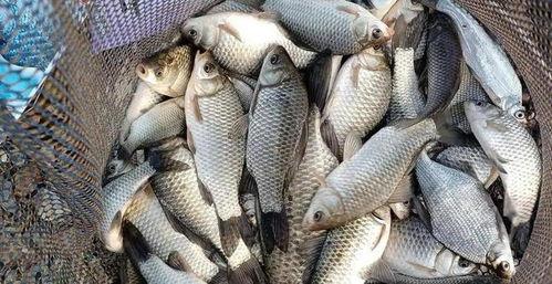 钓大板鲫视频,视频教学助你轻松上钩