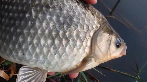 钓大板鲫视频,视频教学助你轻松上钩