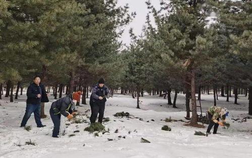 红松嫁接技术视频,视频解析嫁接技巧与成功秘诀