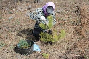 红松嫁接技术视频,视频解析嫁接技巧与成功秘诀
