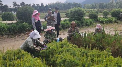 红松嫁接技术视频,视频解析嫁接技巧与成功秘诀