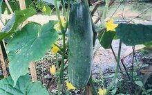 南宁今日白瓜价格多少,实惠之选，市民抢购热潮