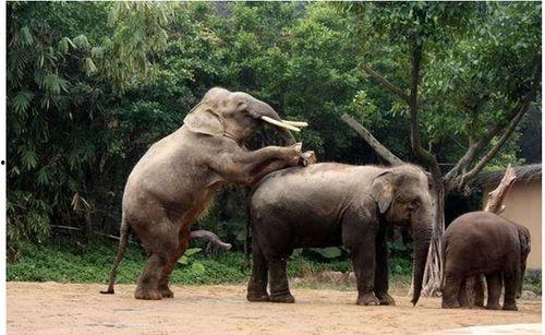 动物性交配视频