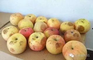 吃瓜爆料厦门,揭秘城市热点事件背后的真相