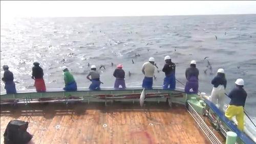 海上钓鱼视频,捕捉海洋之美