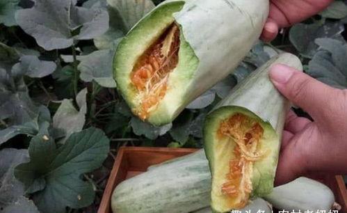 今日大白瓜多少钱一斤,每斤XX元