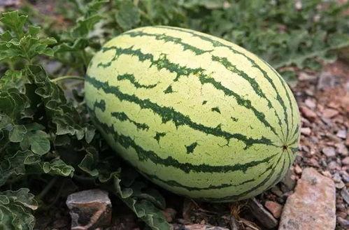 今日大白瓜多少钱一斤,每斤XX元