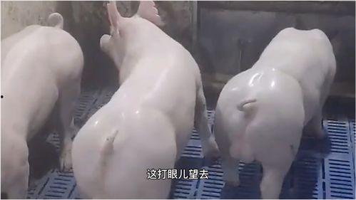 配猪视频,趣味配猪视频集锦