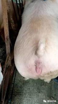 配猪视频,趣味配猪视频集锦