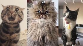 搞笑猫视频,猫咪视频笑料连连