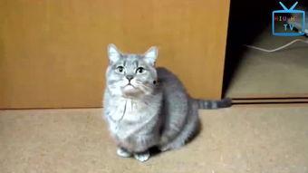 搞笑猫视频,猫咪视频笑料连连