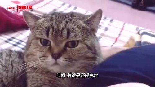 搞笑猫视频,猫咪视频笑料连连