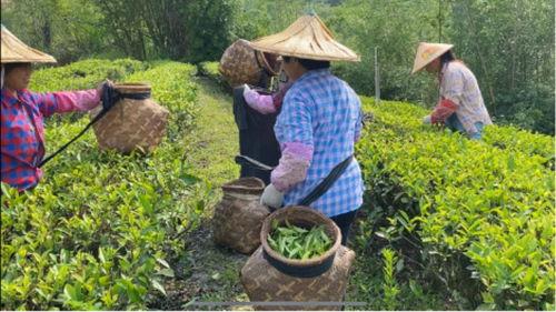 采茶视频,探秘采茶技艺的传承与魅力