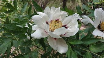 牡丹嫁接视频,传承与创新之美