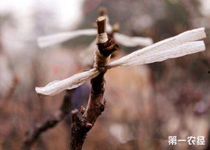 牡丹嫁接视频,传承与创新之美