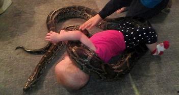 巨蟒蛇视频,身长数米，盘旋树梢，震撼画面曝光