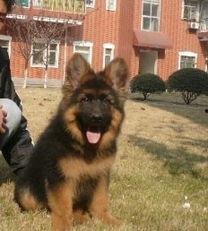 德牧犬视频,忠诚守护者的风采瞬间