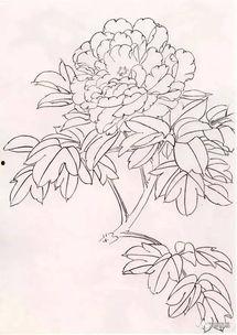 牡丹花的画法步骤视频