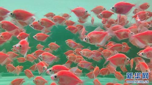 观赏鱼视频,跟随镜头探寻观赏鱼世界的绚丽色彩