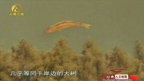 大红鱼视频,探寻深海神秘生物的奥秘