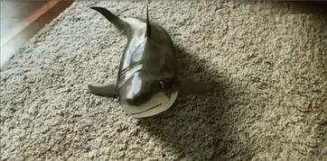 小鲨鱼视频,探索海洋奥秘，畅游知识海洋