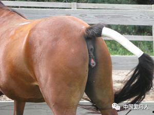 母马交配视频,自然繁衍的震撼瞬间