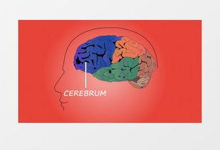 大脑结构视频,探索人类思维奥秘之旅
