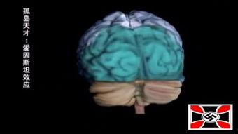 大脑结构视频,探索人类思维奥秘之旅