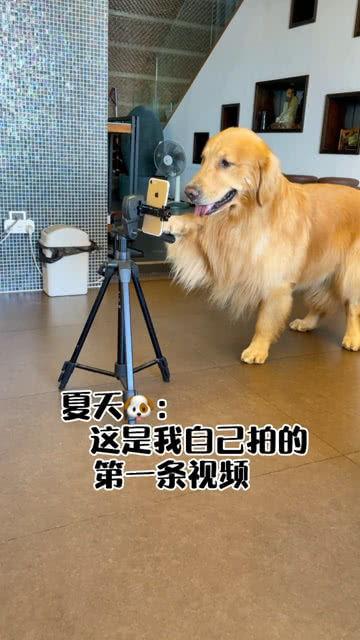 小金毛视频,温馨瞬间大盘点