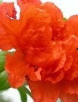 石榴花视频,探寻红色记忆中的青春风采