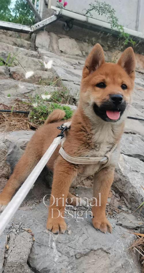 田园犬视频,捕捉乡村生活的温馨瞬间