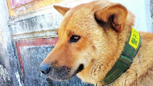 田园犬视频,捕捉乡村生活的温馨瞬间