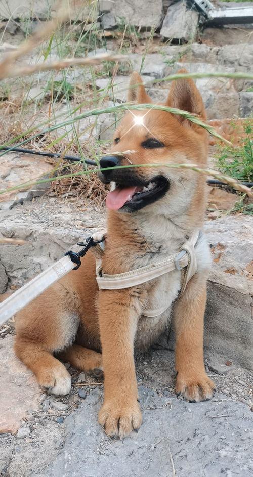 田园犬视频,捕捉乡村生活的温馨瞬间