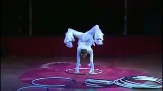 马戏视频,惊险刺激！马戏表演精彩瞬间大盘点